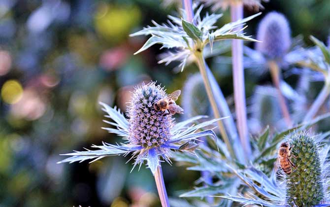 夢(mèng)見(jiàn)蜜蜂