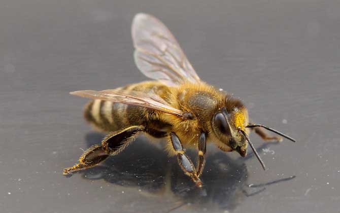 蜜蜂夏季管理技術視頻 蜜蜂夏季管理技術