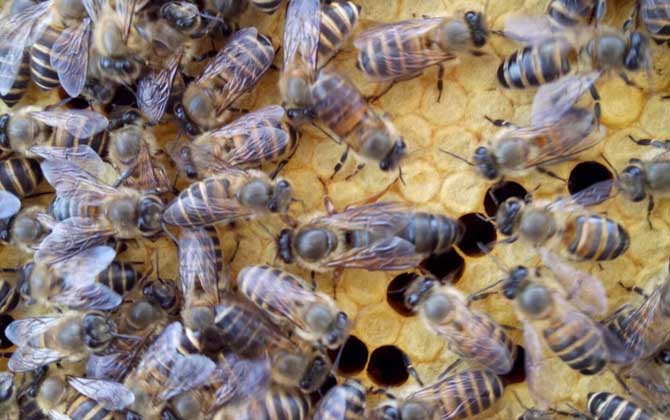 中華蜜蜂養殖技術視頻 ??-è?????????????ˉ