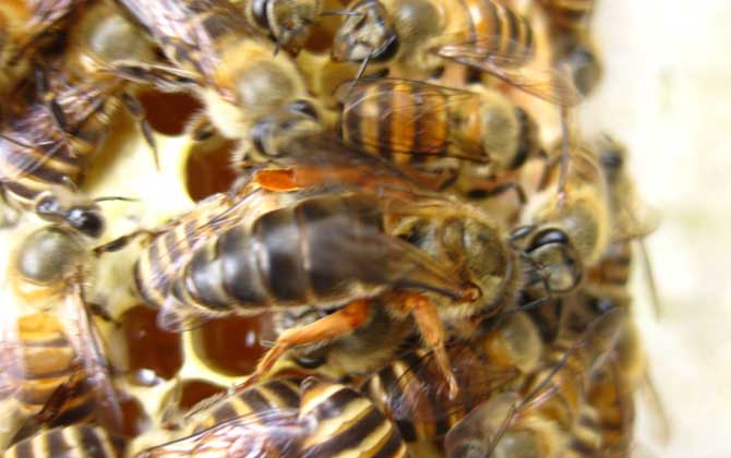 中華蜜蜂養殖技術視頻 中蜂養殖技術