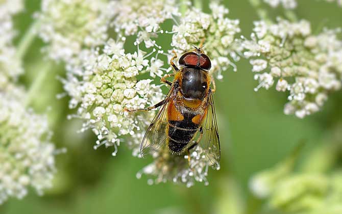 養(yǎng)100箱蜜蜂能掙多少錢? 養(yǎng)蜂掙錢