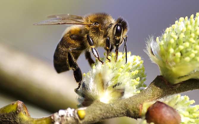 如何防治蜜蜂天敵(蜜蜂天敵的防治方法) 養蜂補貼