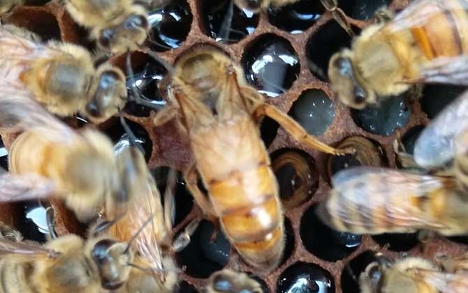 2021年意蜂王多少錢一只? 意蜂王多少錢一只