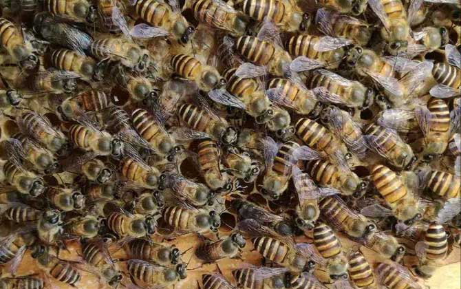 長白山中蜂哪里能買到? 長白山中蜂