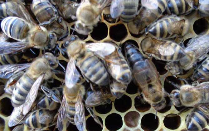 東北黑蜂有什么特點? 東北黑蜂