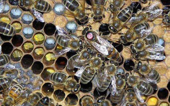 東北黑蜂有什么特點? 東北黑蜂