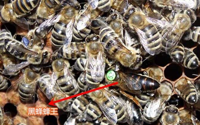 東北黑蜂有什么特點? 東北黑蜂