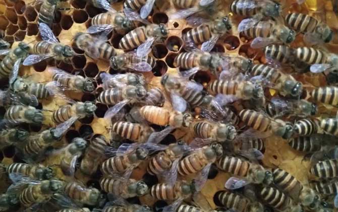 處女蜂王是怎樣交尾的? 處女蜂王