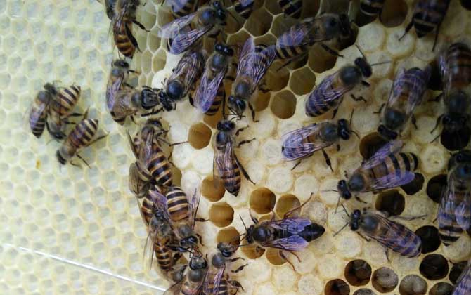 雄蜂有什么特點? 雄蜂