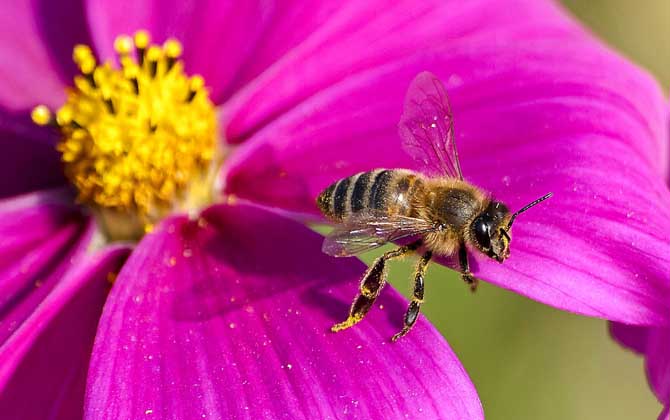 蜜蜂為什么要采水? 蜜蜂