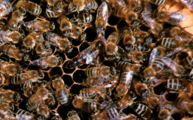 東北黑蜂高效養(yǎng)殖技術(shù) 東北黑蜂