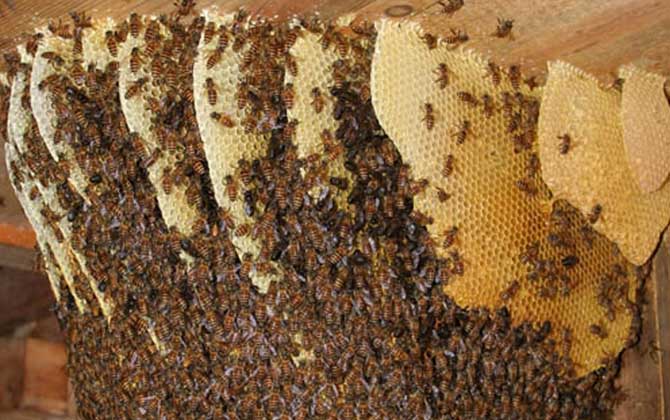 東北黑蜂高效養(yǎng)殖技術(shù) 東北黑蜂