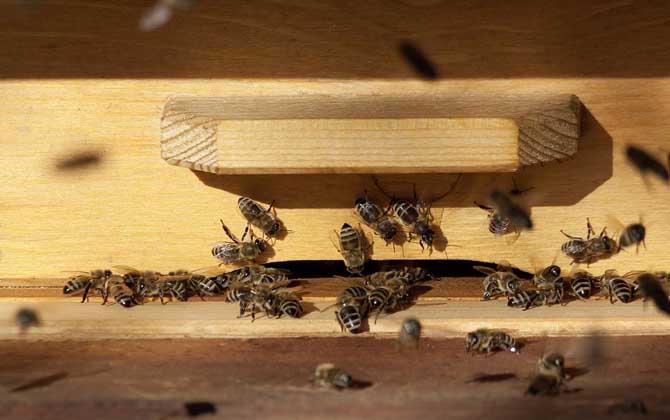 蜜蜂科學養(yǎng)殖技術(shù) 蜜蜂養(yǎng)殖技術(shù)