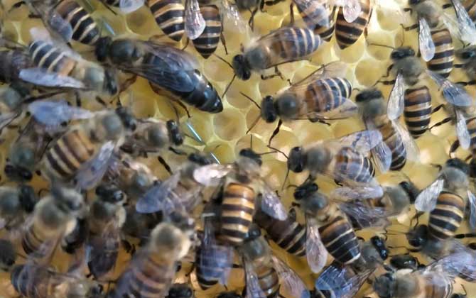 工蜂產卵的原因及處理方法 工蜂產卵