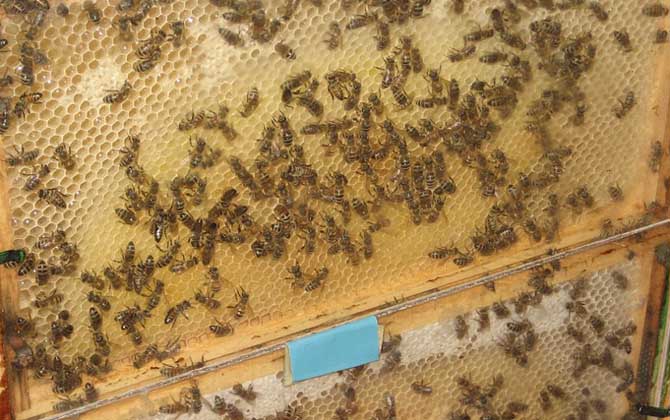 蜜蜂春繁技術(shù)