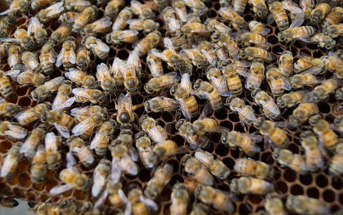 蜜蜂春繁技術(shù)