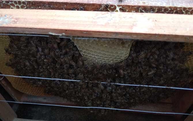 中蜂雙王群高效養殖技術 中蜂雙王群