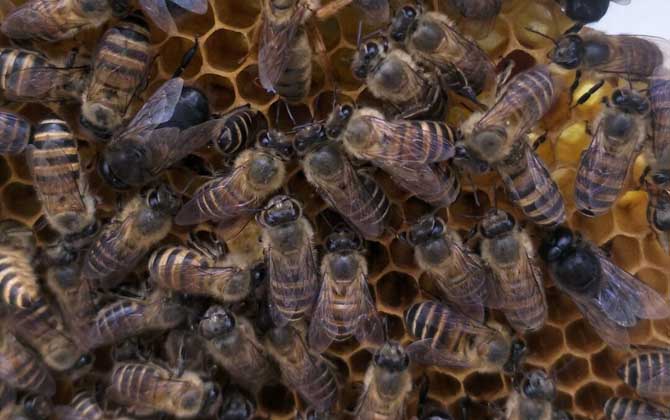 中蜂強群怎么養不分蜂? 中蜂強群怎么養