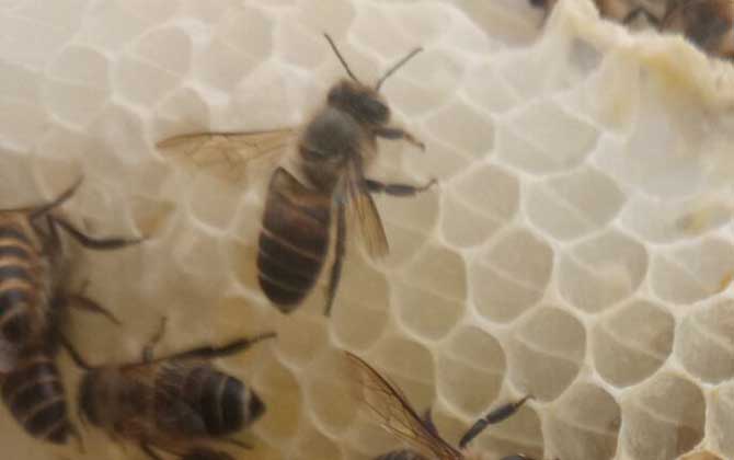 中蜂如何用雙王養(yǎng)成強群? 中蜂雙王群