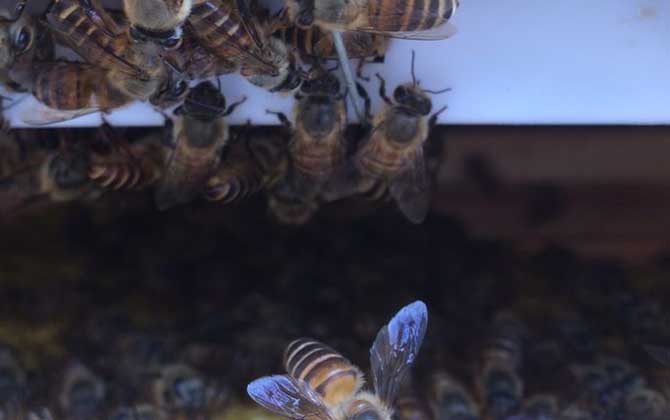 中蜂可不可以養(yǎng)雙王群? 中蜂雙王群