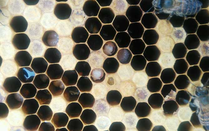 青霉素治中蜂爛子病有效嗎? 中蜂爛子病