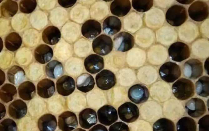 青霉素治中蜂爛子病有效嗎? 中蜂爛子病