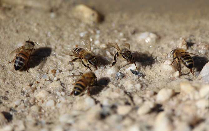 黑蜂病用什么藥最佳? 黑蜂病