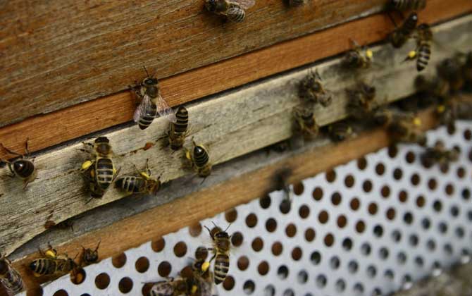 黑蜂病的癥狀及治療方法 黑蜂病