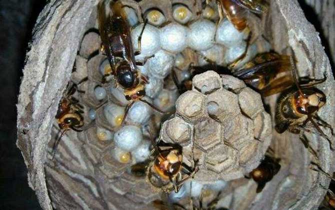 毒蜂種類及圖片大全,切勿招惹這些毒蜂,否則讓你“刻骨銘心”! 洞夜胡蜂