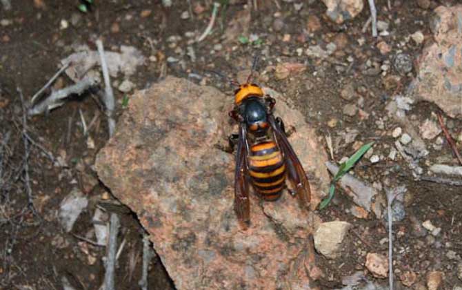 世界五大毒蜂分別是哪些?不要小瞧它們,任何一個都可致人死亡! 日本大黃蜂