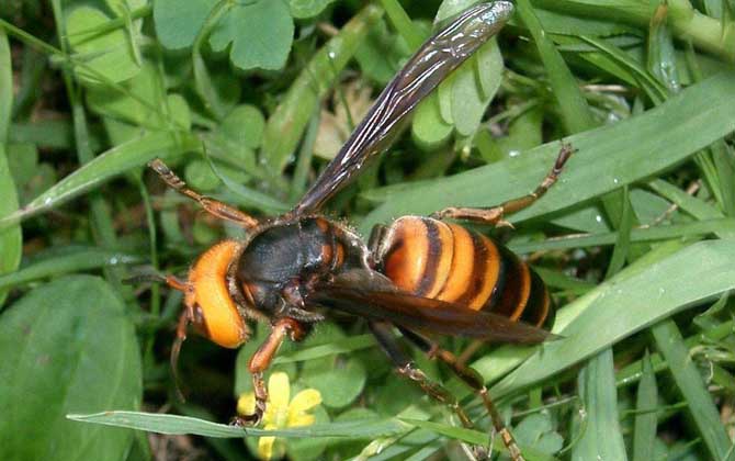 虎頭蜂蟄了找不到刺怎么辦?不必擔心,虎頭蜂蟄人一般不會有刺! 虎頭蜂