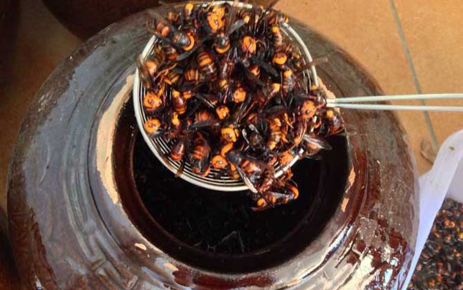 虎頭蜂酒真的能壯陽嗎?有一定的輔助效果,但飲用不當易中毒! 虎頭蜂酒