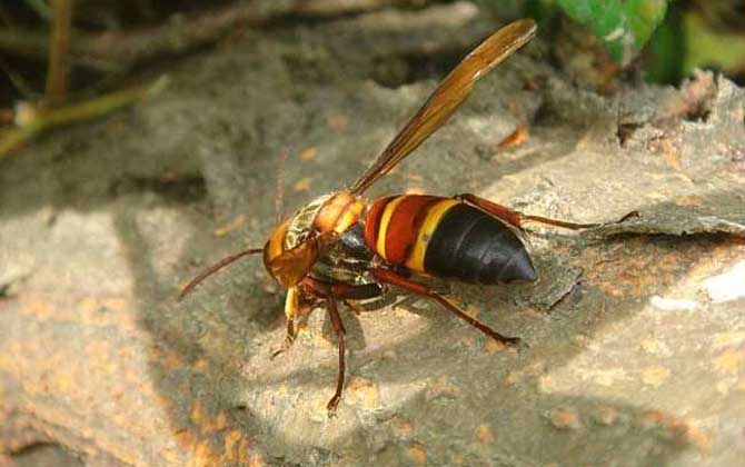 虎頭蜂做窩的風水怎么樣?與禍福無關,但周圍的環(huán)境應該不錯! 虎頭蜂