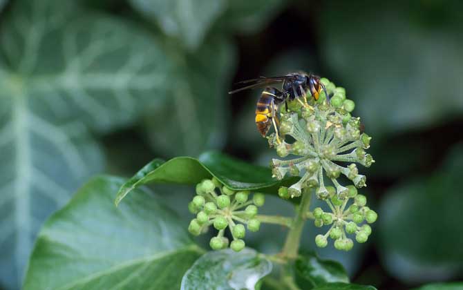 虎頭蜂做窩的風水怎么樣?與禍福無關,但周圍的環(huán)境應該不錯! 虎頭蜂