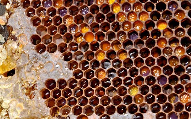 女人吃蜂巢有什么好處?不但能增強抗病力,還有美容養顏效果! 蜂巢