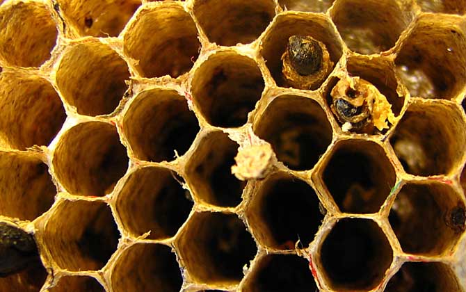 長期吃蜂巢的危害有哪些?容易發生過敏,還容易引起消化不良! 蜂巢