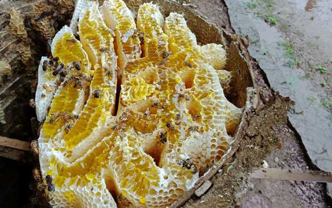 蜂巢蜜嚼后的渣渣能吃嗎?能吃,但沒什么味道,真的如同嚼蠟! 蜂巢蜜