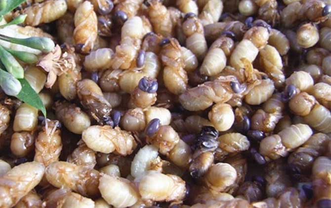 蜂蛹一次吃幾個(gè)最好?沒(méi)有具體的個(gè)數(shù),但絕對(duì)不能過(guò)量食用! 蜂蛹