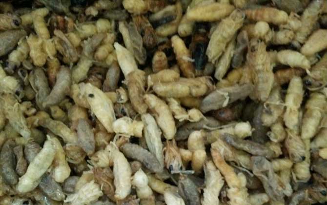 蜂蛹一次吃幾個(gè)最好?沒(méi)有具體的個(gè)數(shù),但絕對(duì)不能過(guò)量食用! 蜂蛹