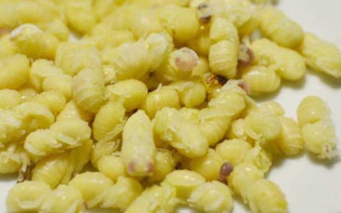 蜂蛹一次吃幾個(gè)最好?沒(méi)有具體的個(gè)數(shù),但絕對(duì)不能過(guò)量食用! 蜂蛹