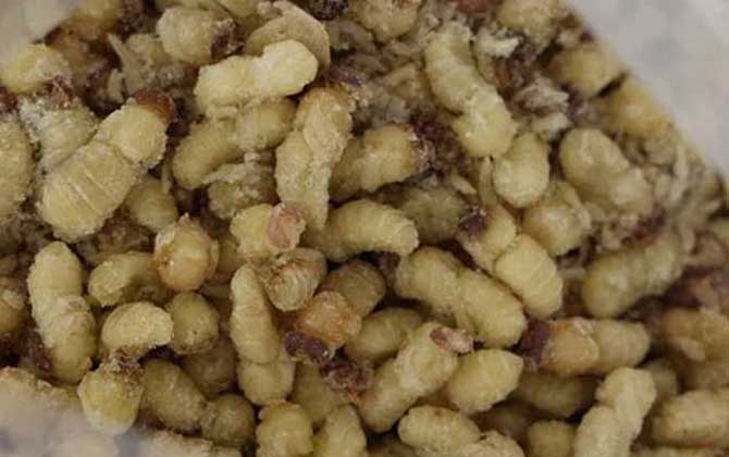 蜂蛹一次吃幾個(gè)最好?沒(méi)有具體的個(gè)數(shù),但絕對(duì)不能過(guò)量食用! 蜂蛹