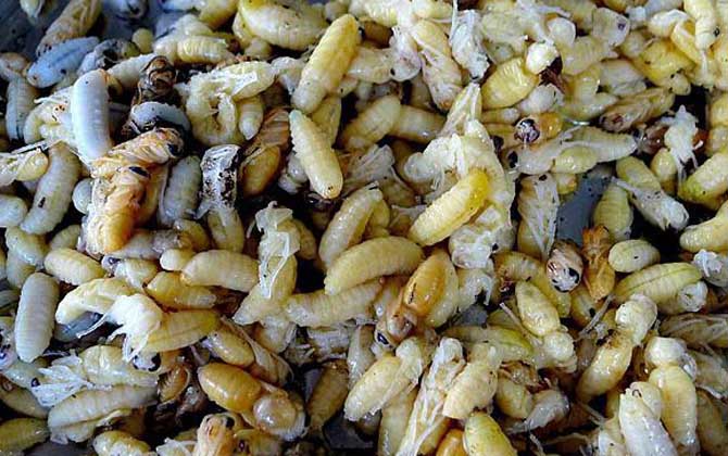 蜂蛹吃了有什么好處?不但能增強體質,還有美容養顏的效果! 蜂蛹