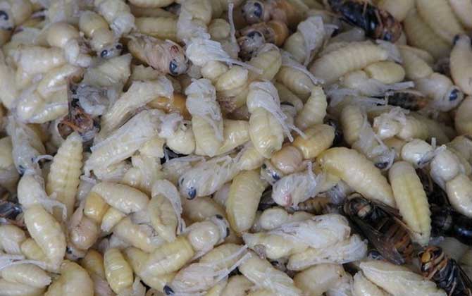 蜂蛹不能和什么一起吃?不存在食物相克,但要避免發(fā)生過敏! 蜂蛹