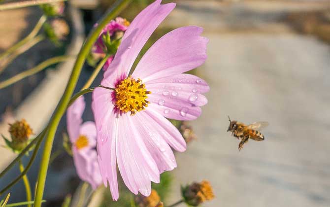 蜂毒進入血液有什么癥狀?輕者疼痛、紅腫、瘙癢,重者致人死亡! 蜂毒