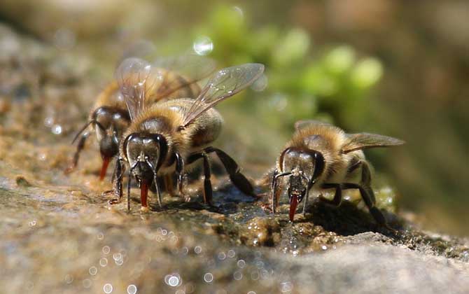 最簡單找山蜜蜂方法,學(xué)會這幾招,野生蜜蜂窩一找一個(gè)準(zhǔn)! 采水蜂