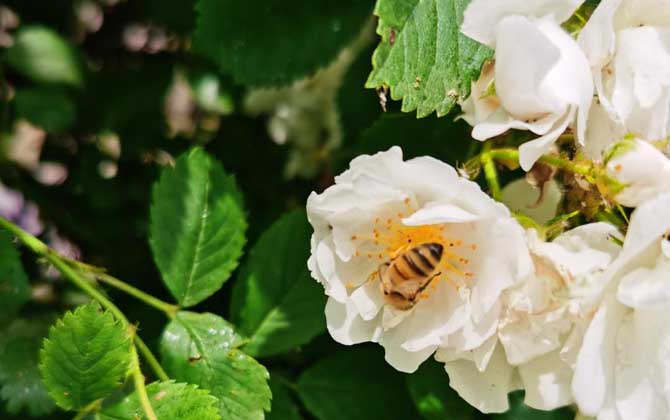 最簡單找山蜜蜂方法,學(xué)會這幾招,野生蜜蜂窩一找一個(gè)準(zhǔn)! 采蜜蜂