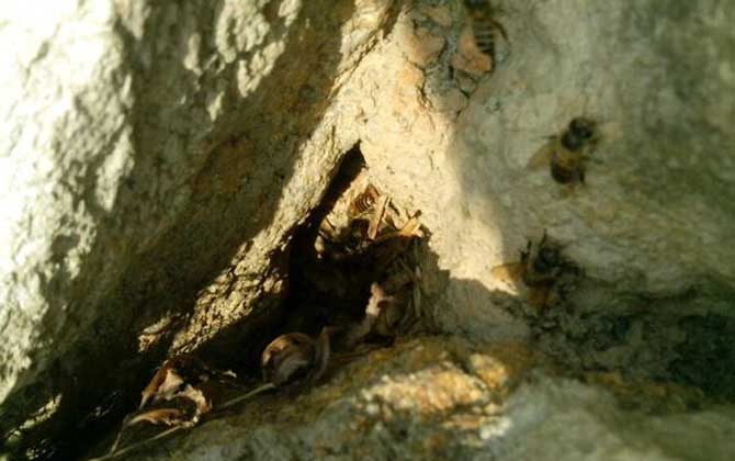 最簡單找山蜜蜂方法,學(xué)會這幾招,野生蜜蜂窩一找一個(gè)準(zhǔn)! 偵查蜂