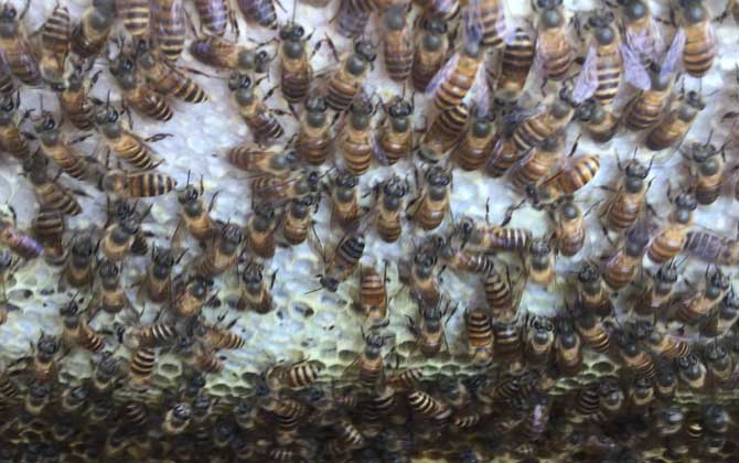 蜜蜂一年自然分蜂幾次? 自然分蜂
