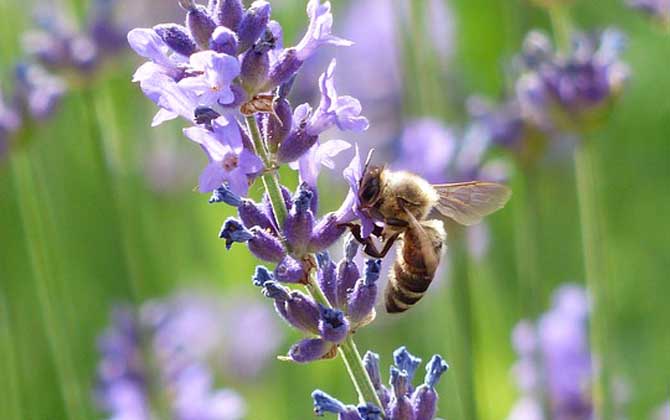 如何尋找野生蜜蜂窩? 野生蜜蜂