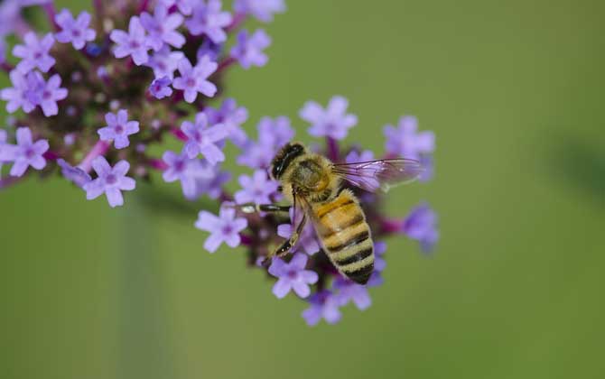 如何尋找野生蜜蜂窩? 野生蜜蜂